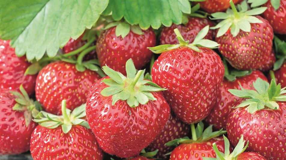 Korona strawberries
